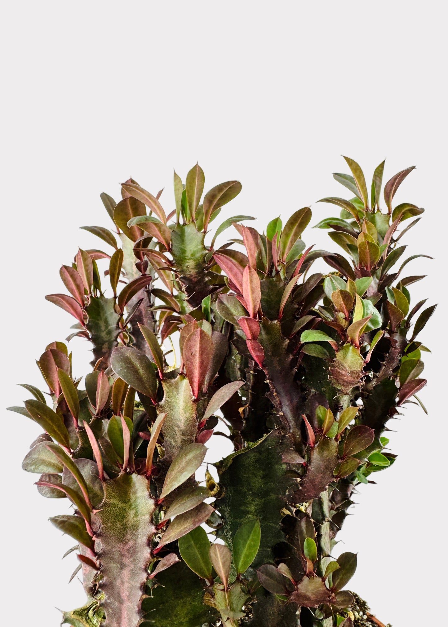Euphorbia Trigona - Rubra