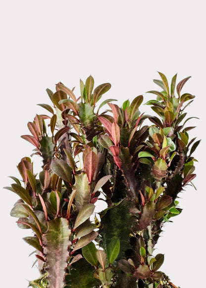 Euphorbia Trigona - Rubra
