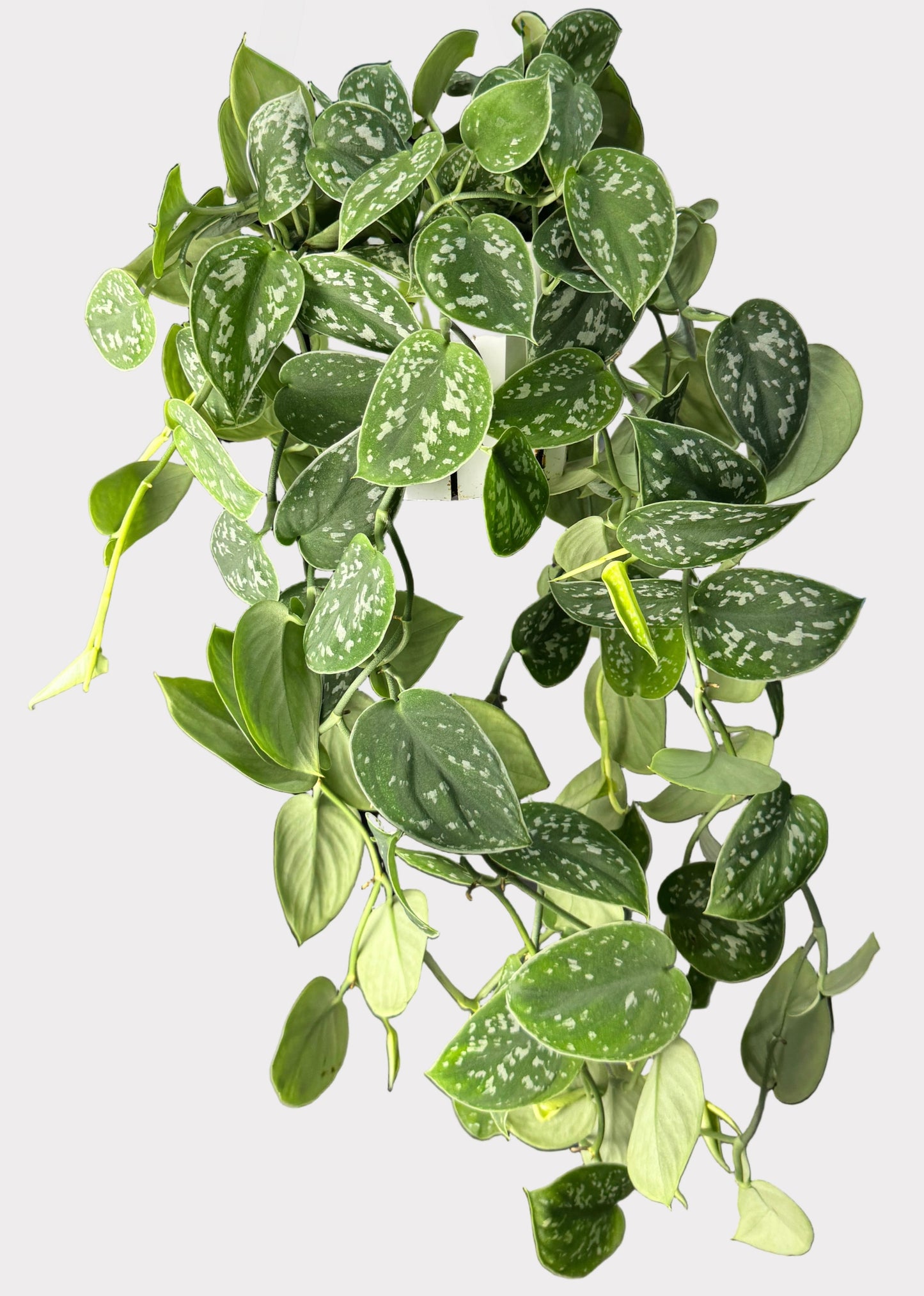 Scindapsus Pictus - Satin Pothos