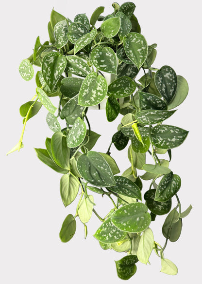 Scindapsus Pictus - Satin Pothos