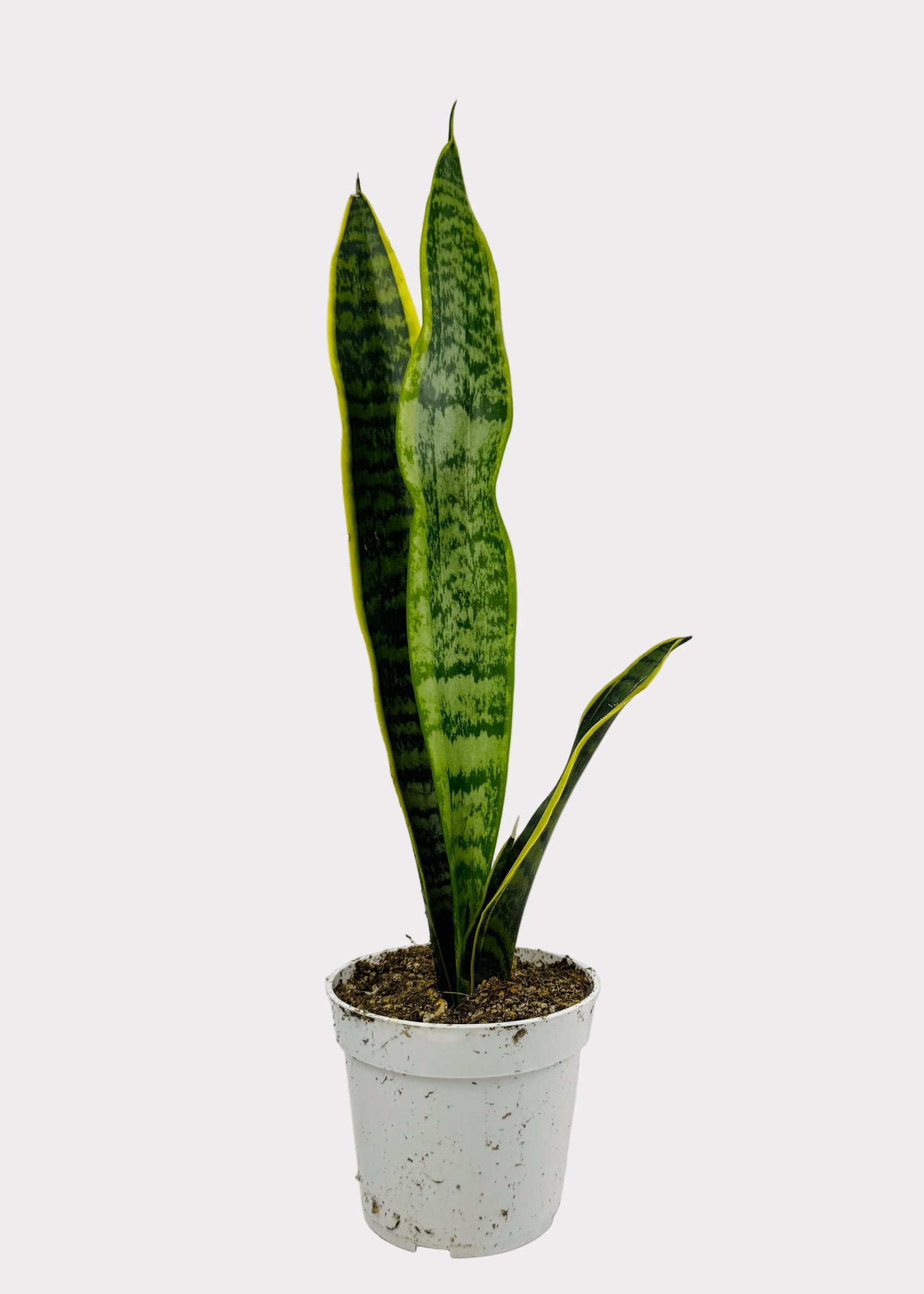 Sansevieria - Laurentii Snake Plant
