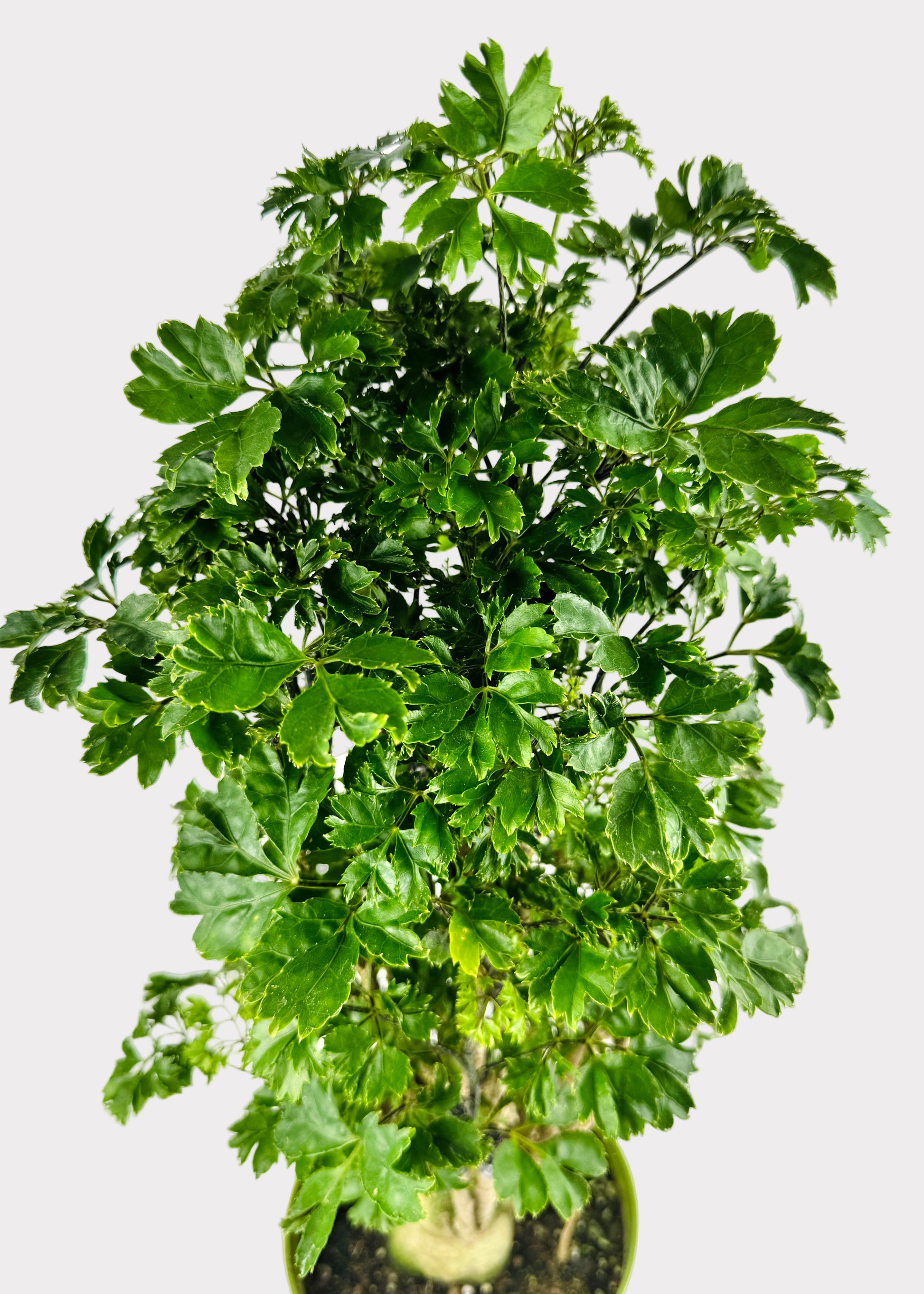 is aralia indoor plant Aralia – Roble – Rainbow