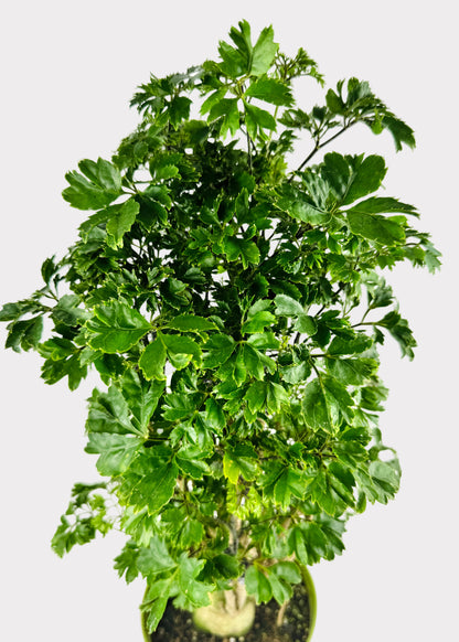 Aralia – Roble
