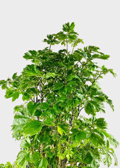 Aralia – Roble