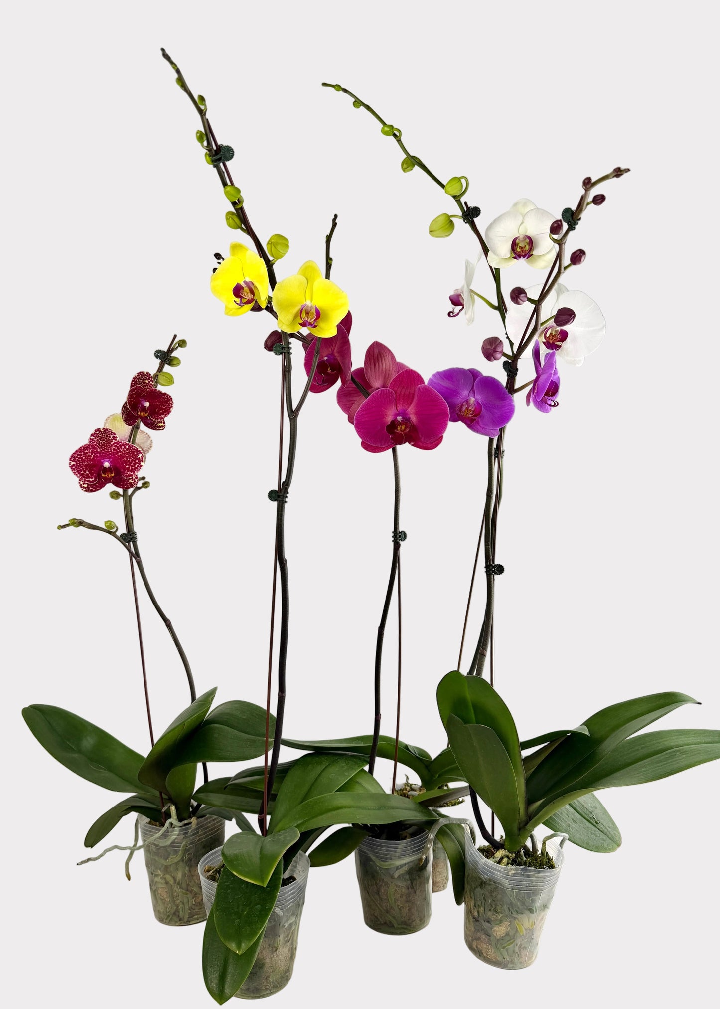 Phalaenopsis Orchids