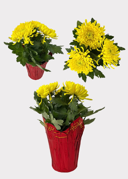 China Mum