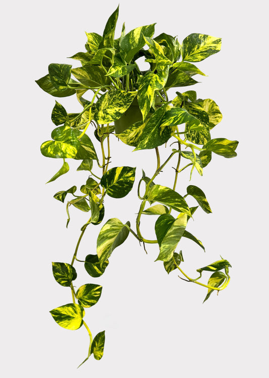 Pothos - Patricio