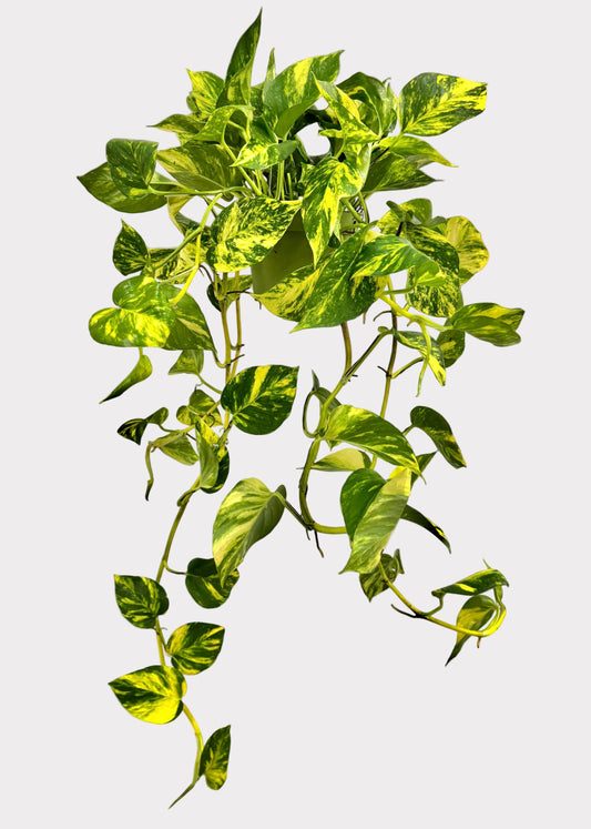 Pothos - Patricio