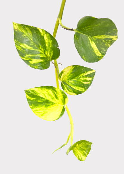 Pothos - Patricio