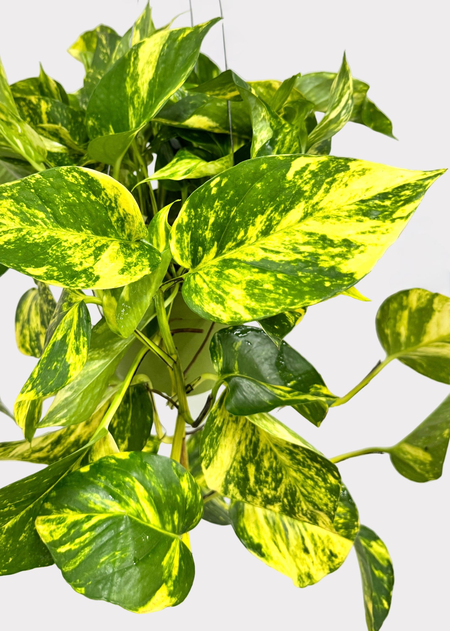 Pothos - Patricio