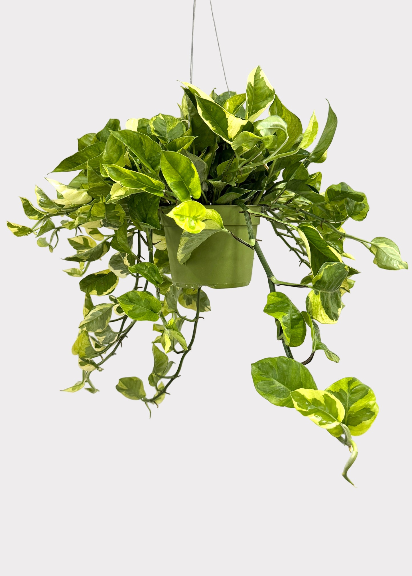 Pothos - Monet Sol