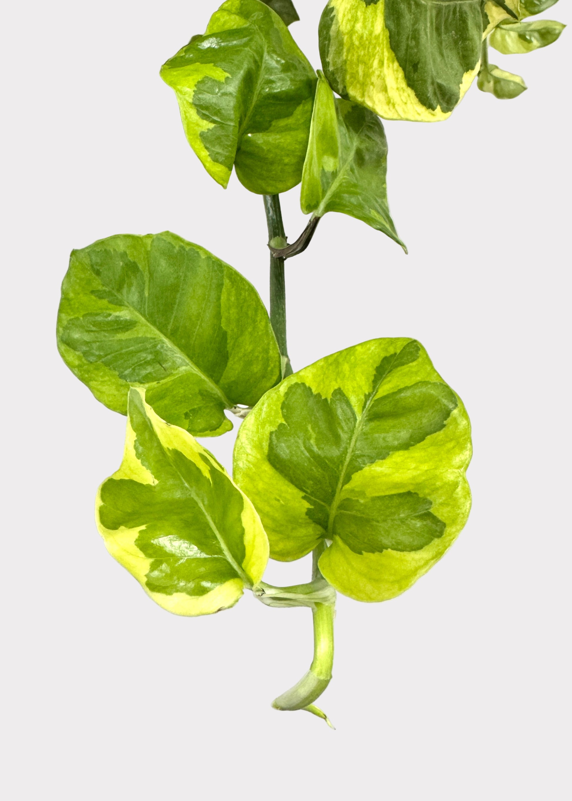 pothos foglie molli Pothos