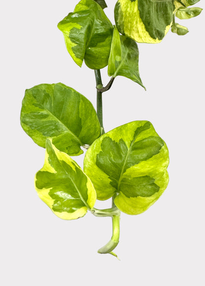 Pothos - Monet Sol