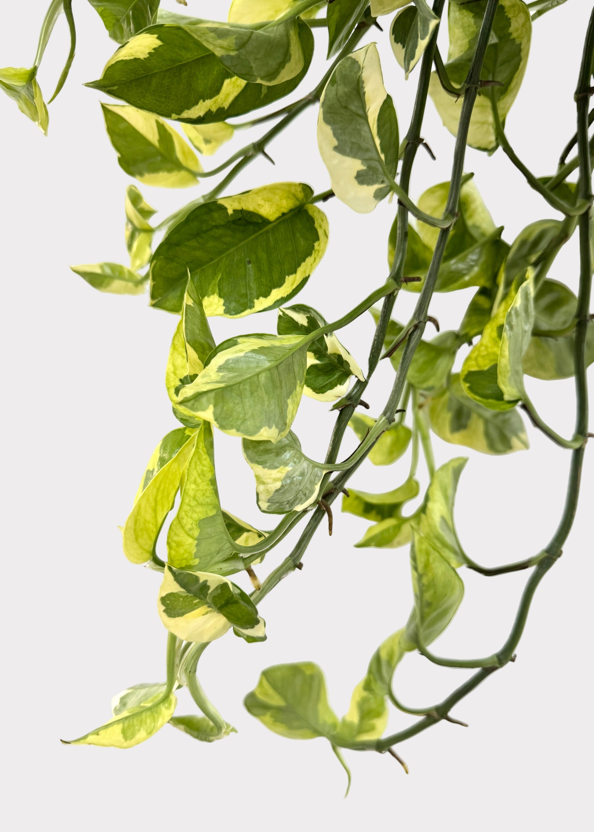 pothos foglie molli Pothos