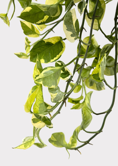 Pothos - Monet Sol