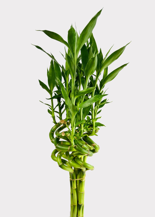 Lucky Bamboo – Single Spiral Stalks (10-Pack)