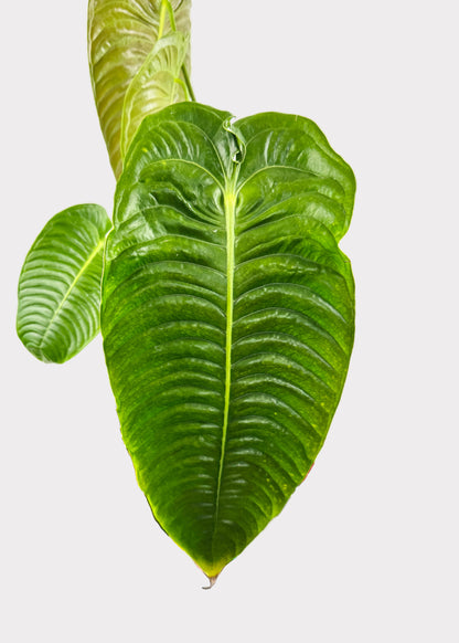 Anthurium – Veitchii (King Anthurium)