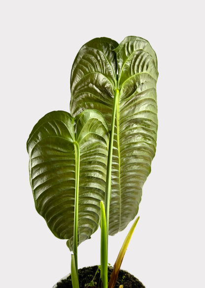 Anthurium – Veitchii (King Anthurium)
