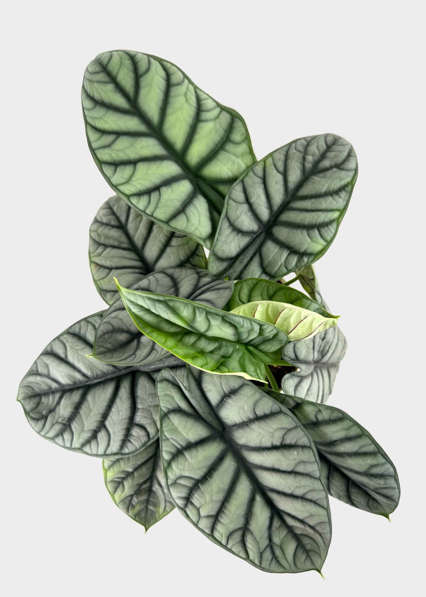 Alocasia – Silver Dragon