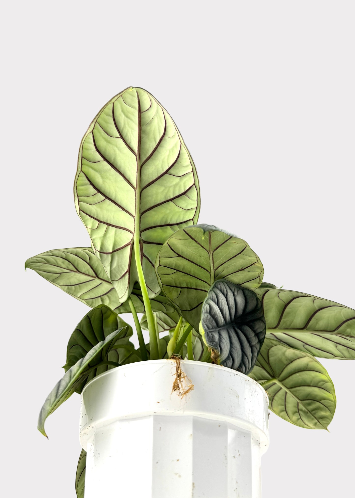 Alocasia – Silver Dragon