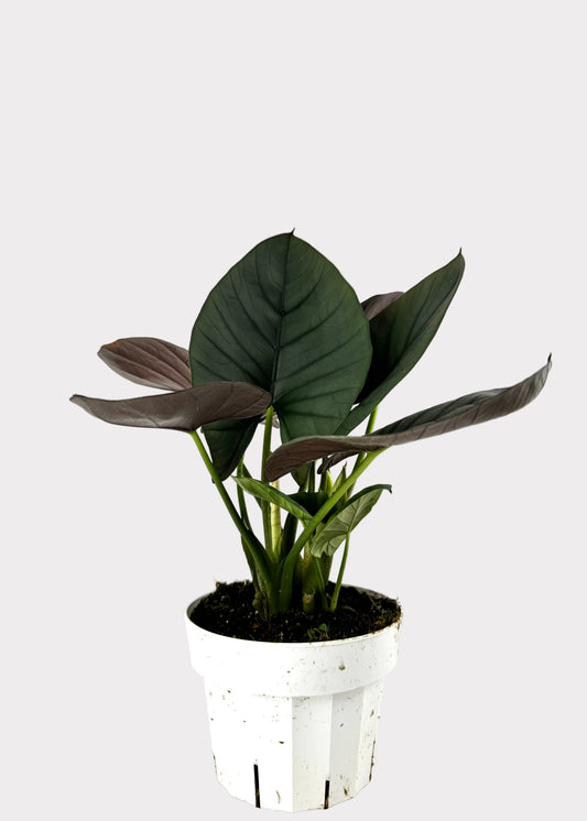 Alocasia – Reginae