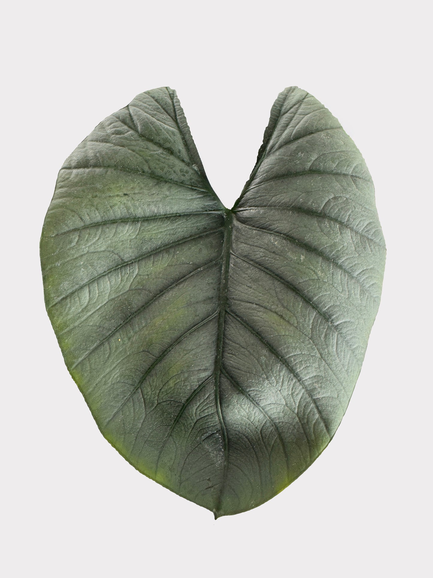 Alocasia – Reginae