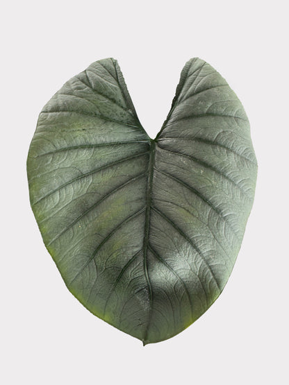 Alocasia – Reginae