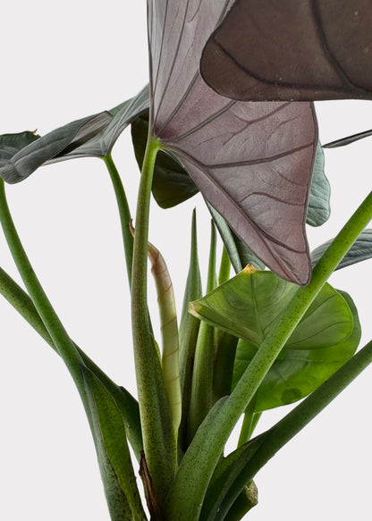 Alocasia – Reginae