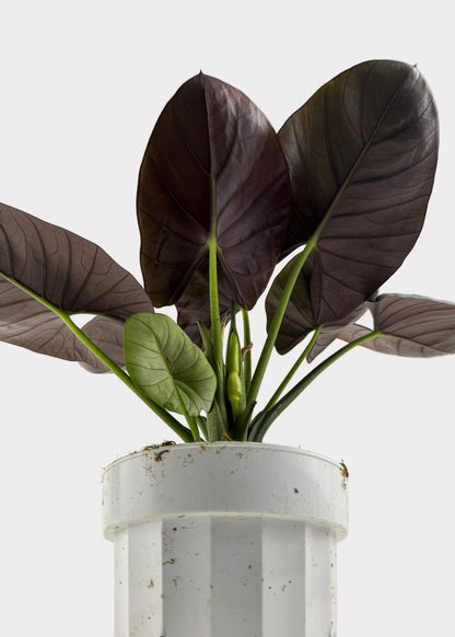 Alocasia – Reginae