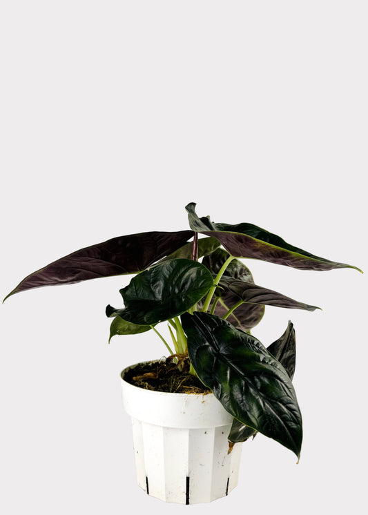 Alocasia – Unicorn