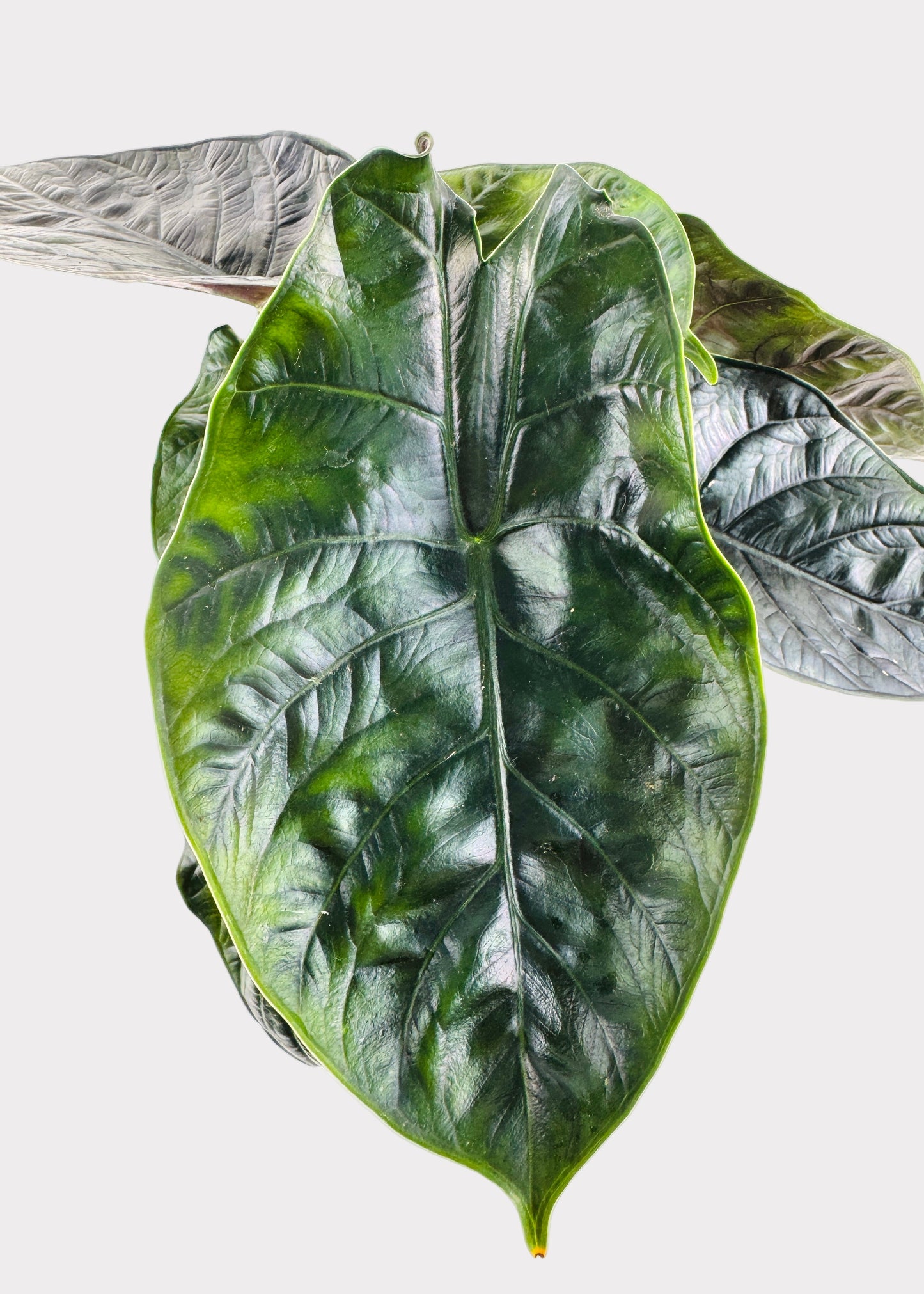 Alocasia – Unicorn