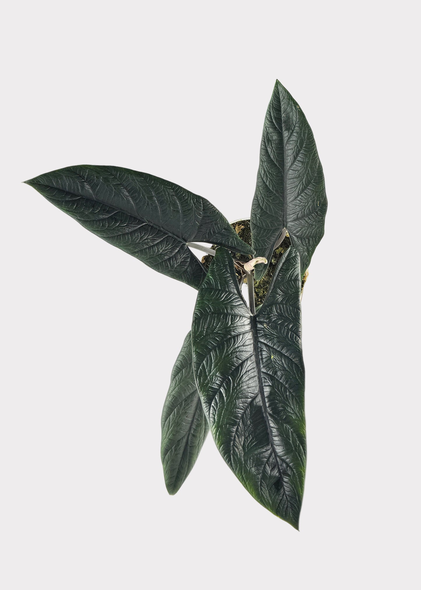 Alocasia – Scalprum