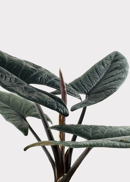 Alocasia – Scalprum