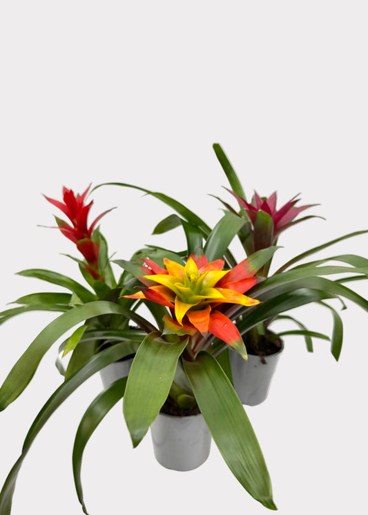 Bromeliad 'Guzmania'