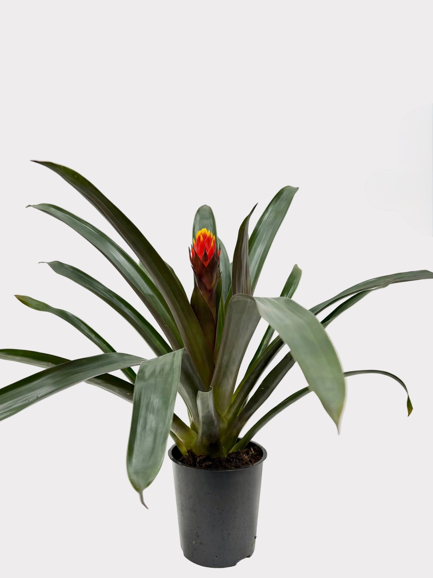 Bromeliad 'Guzmania'