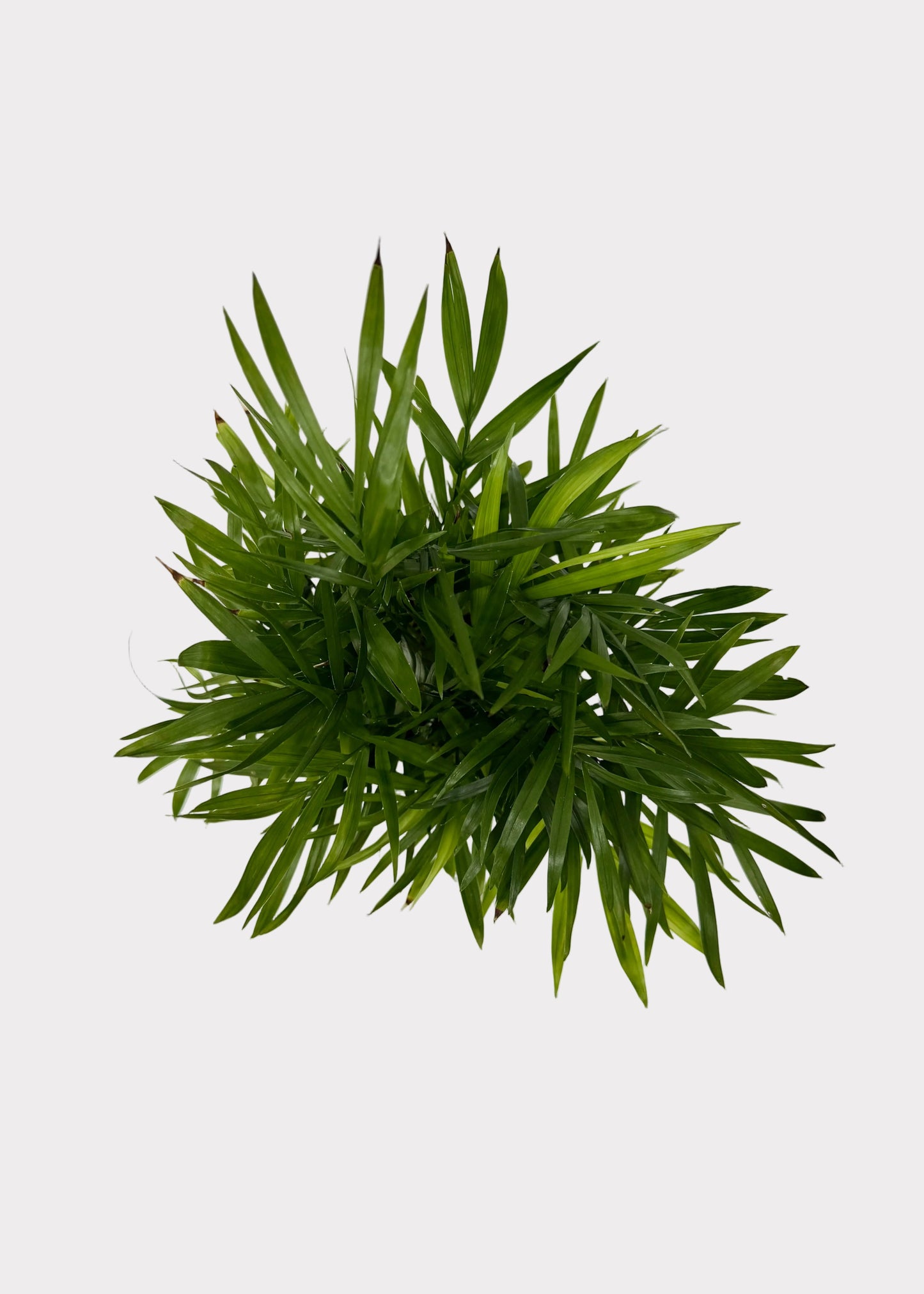 Neanthe Bella Palm