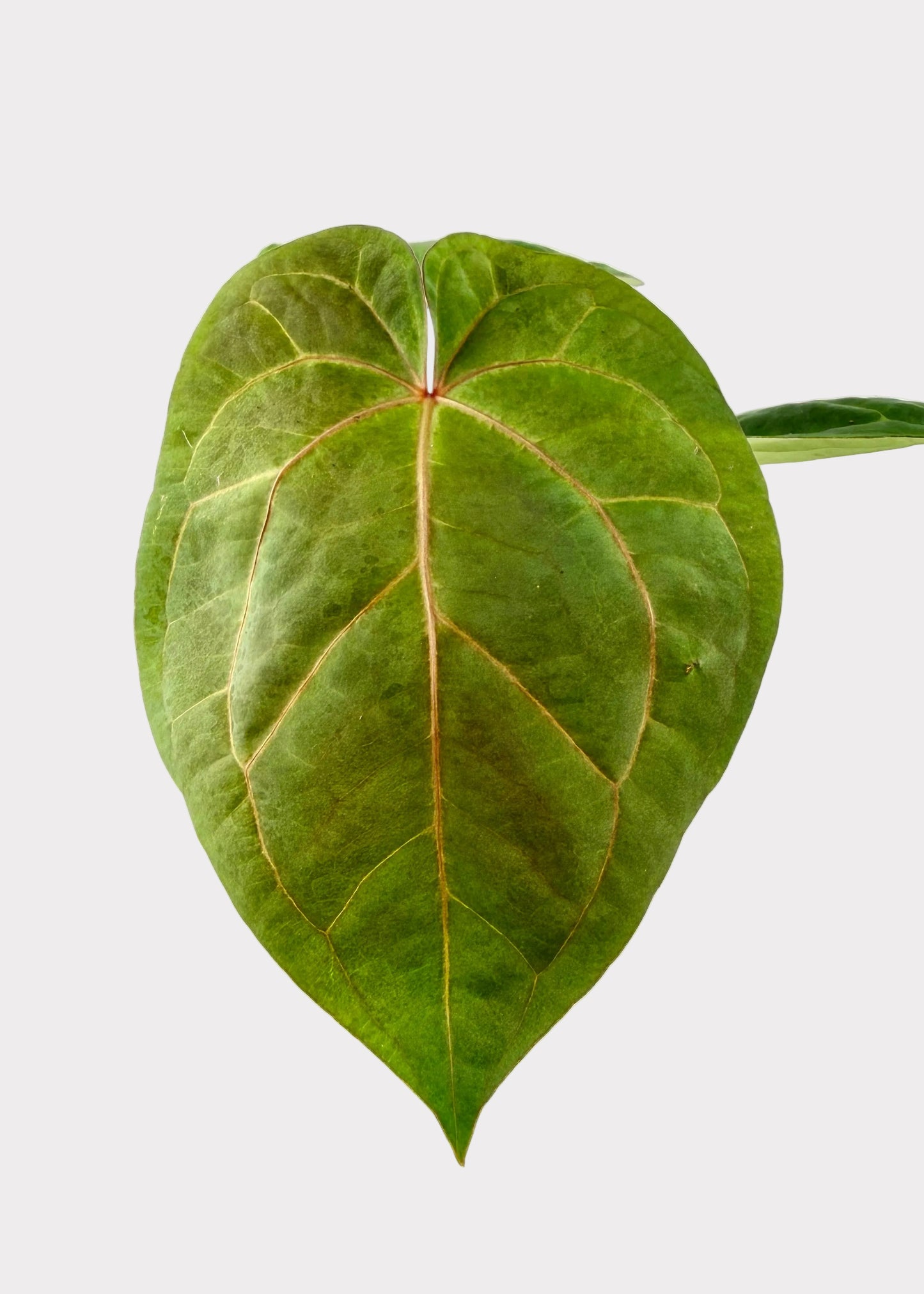 Anthurium Magnificum x Dark Phoenix