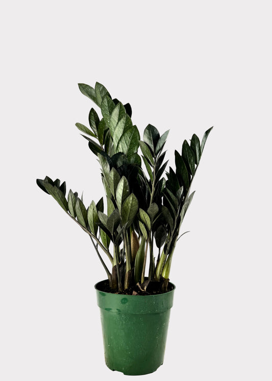 Zamioculcas Zamiifolia ‘Raven’ – Raven ZZ Plant