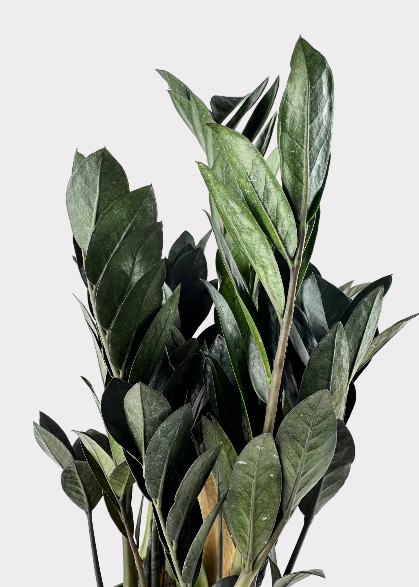 Zamioculcas Zamiifolia ‘Raven’ – Raven ZZ Plant