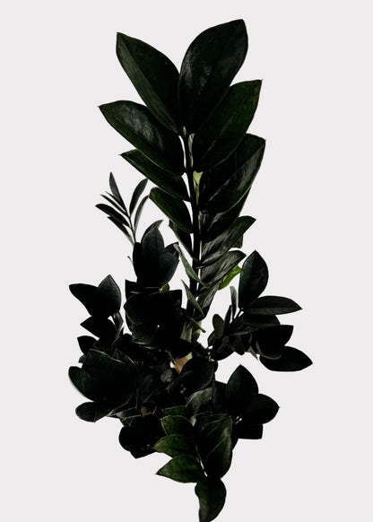 Zamioculcas Zamiifolia ‘Raven’ – Raven ZZ Plant
