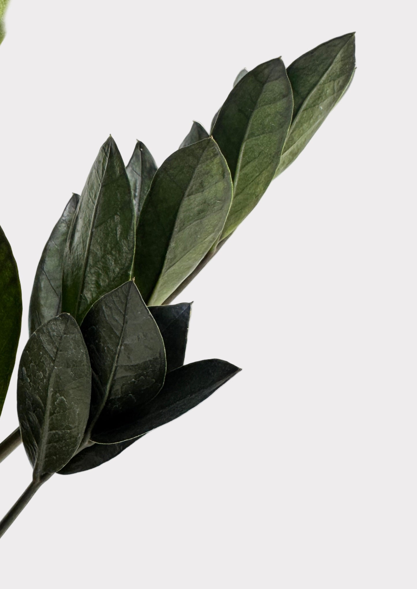 Zamioculcas Zamiifolia ‘Raven’ – Raven ZZ Plant