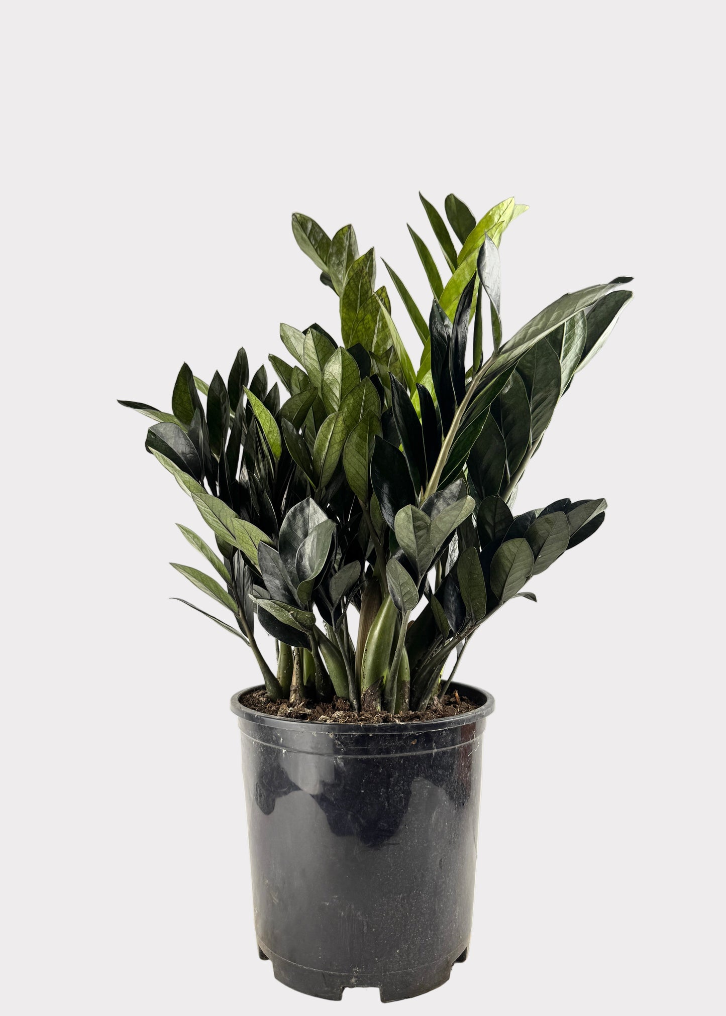 Zamioculcas Zamiifolia ‘Raven’ – Raven ZZ Plant