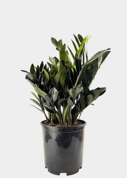 Zamioculcas Zamiifolia ‘Raven’ – Raven ZZ Plant