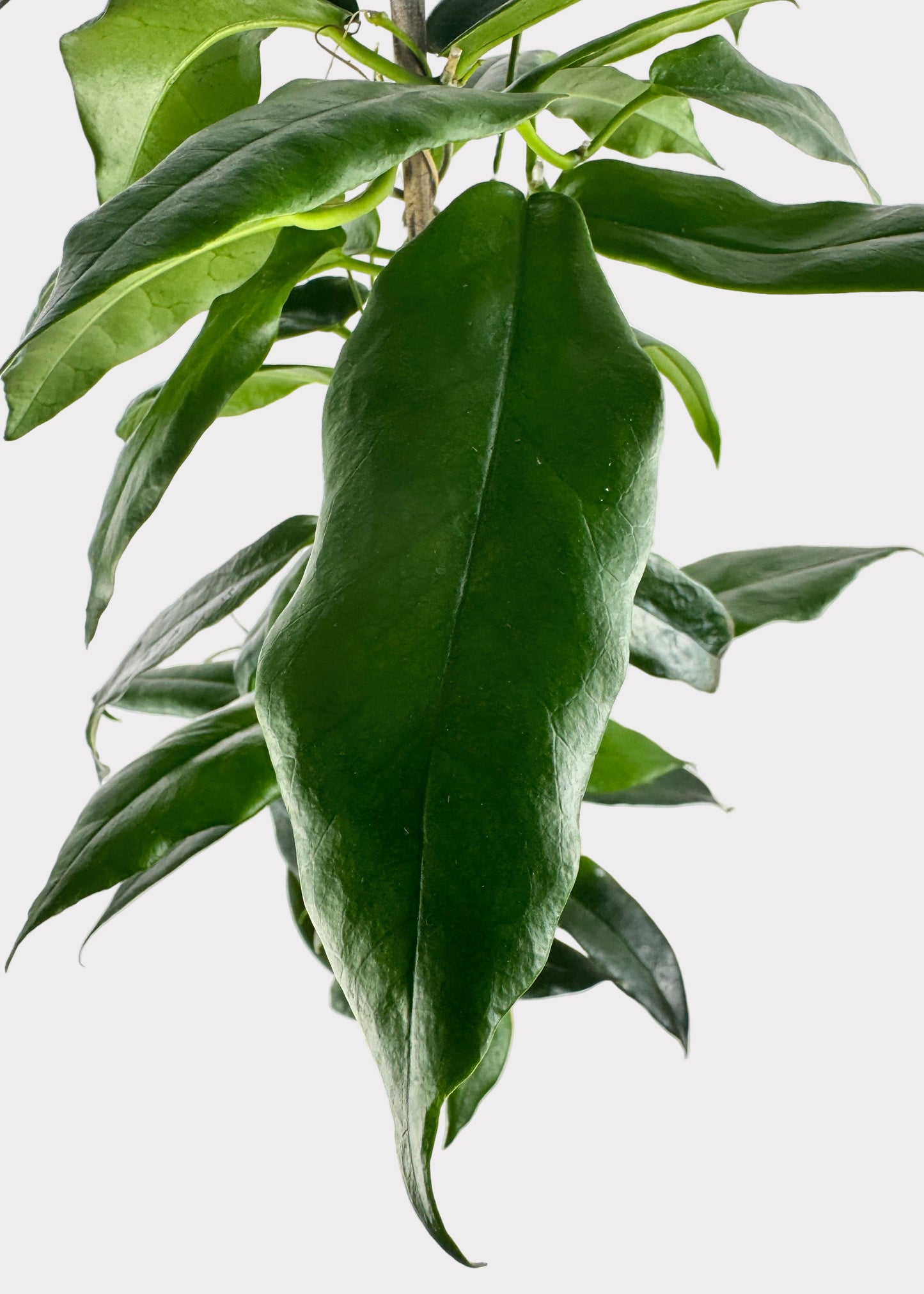 Hoya Archboldiana (Pink)
