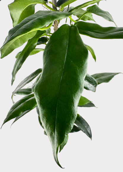 Hoya Archboldiana (Pink)