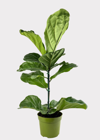 Ficus Lyrata - Fiddle Leaf Fig