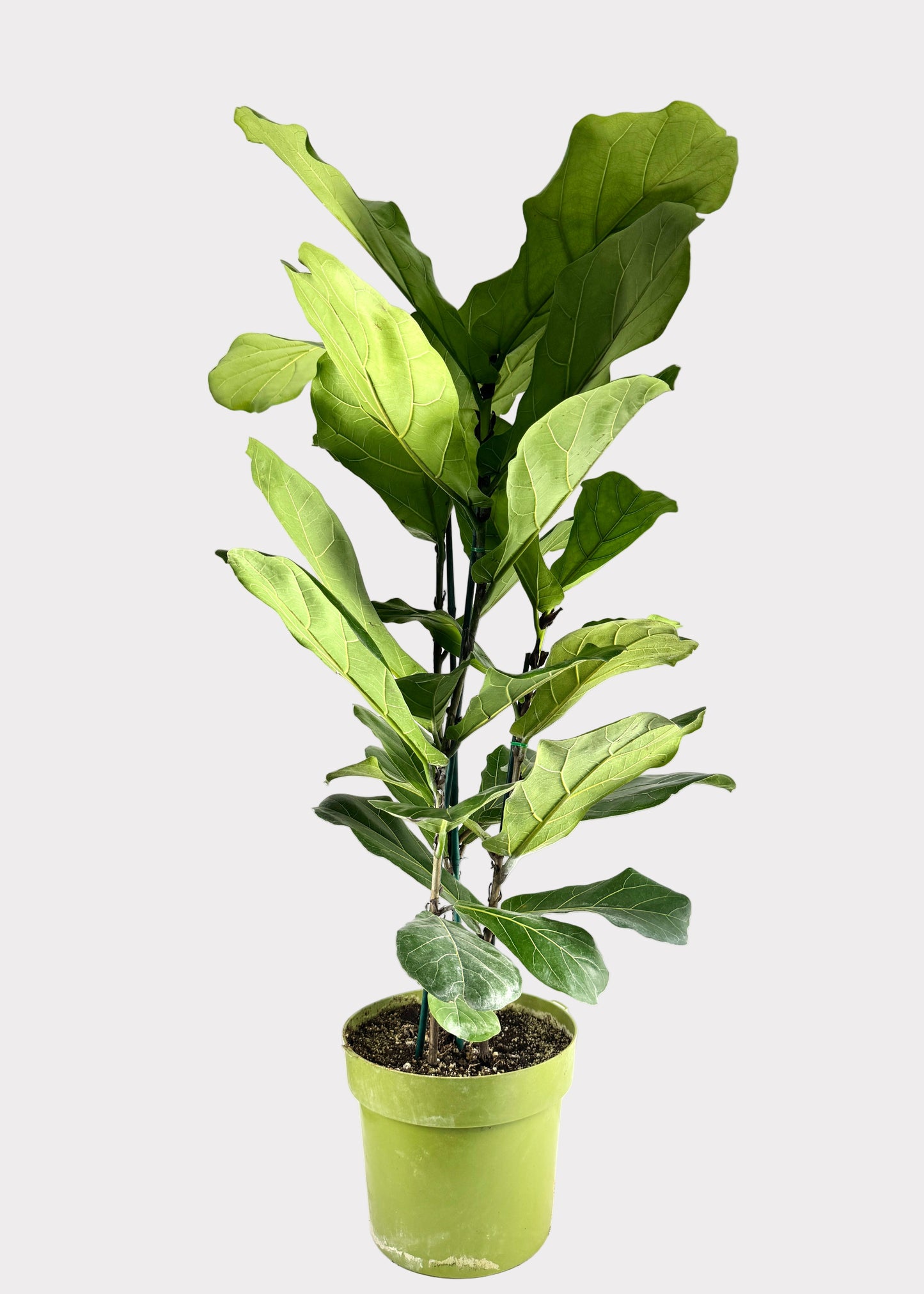Ficus Lyrata - Fiddle Leaf Fig