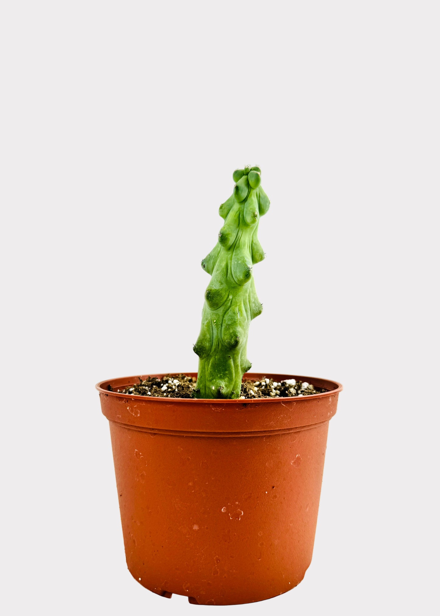 Myrtillocactus Geometrizans Fukurokuryuzinboku - Booby Cactus