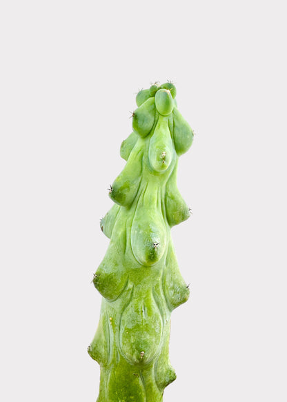 Myrtillocactus Geometrizans Fukurokuryuzinboku - Booby Cactus