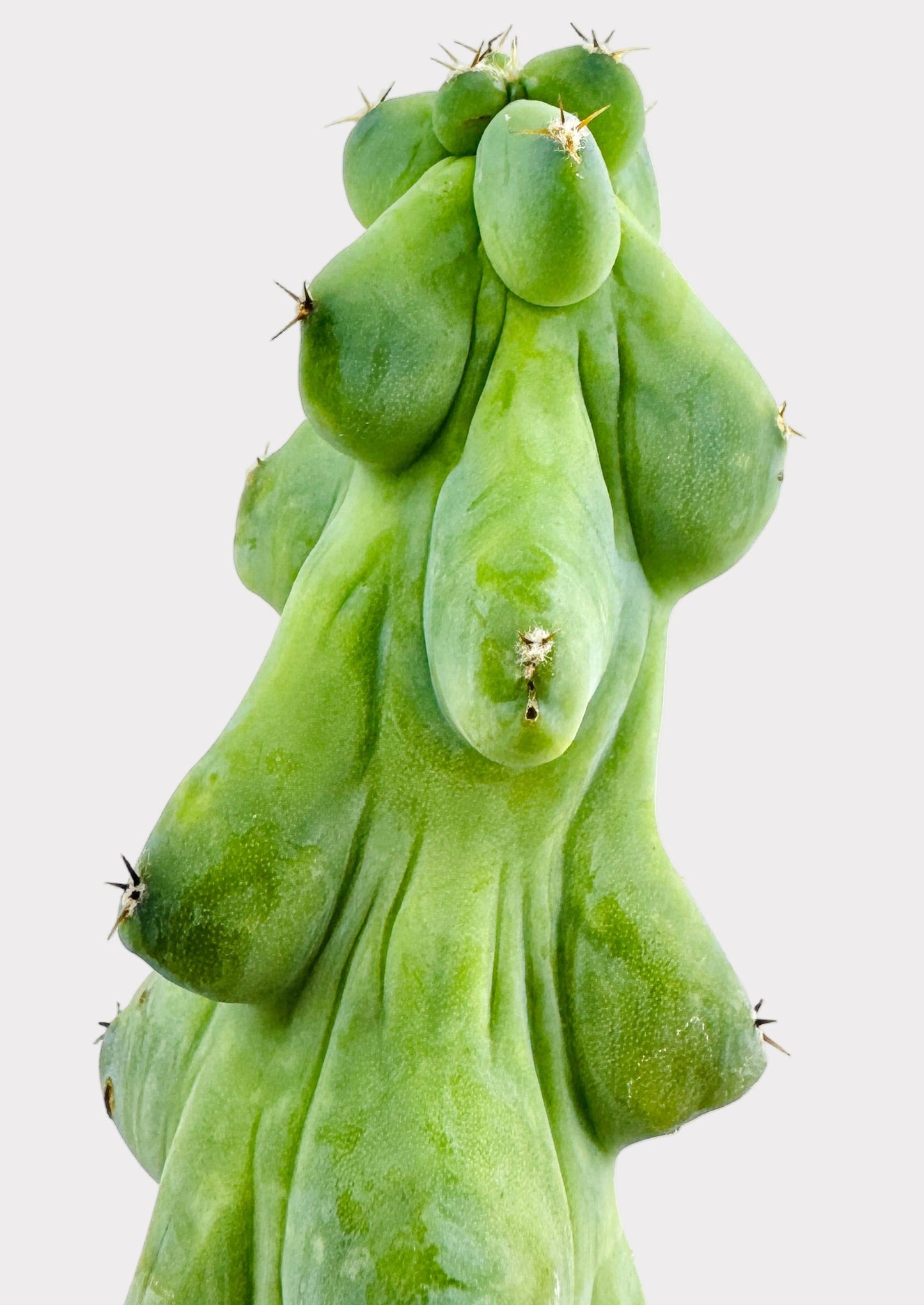Myrtillocactus Geometrizans Fukurokuryuzinboku - Booby Cactus